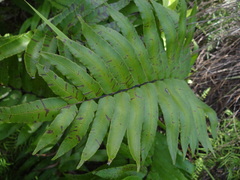 Blechnum capense