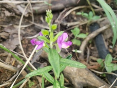 Polygala amatymbica