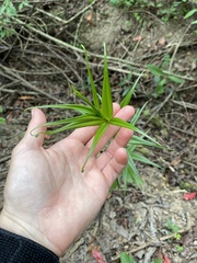 Gloriosa superba
