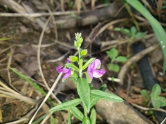 Polygala amatymbica