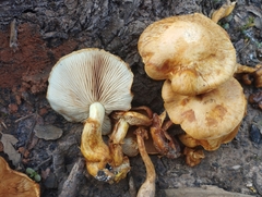 Gymnopilus junonius