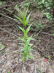 Gloriosa superba