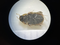 Enochrus