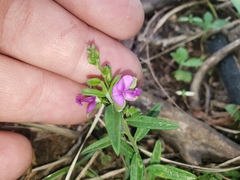 Polygala amatymbica