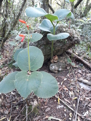 Sinningia macrostachya