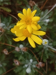 Euryops