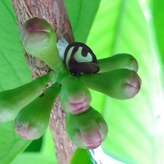 Membracis foliatafasciata