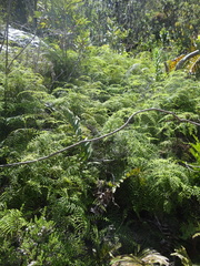 Gleichenia polypodioides