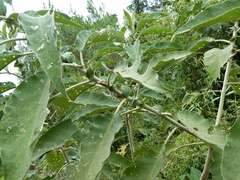 Solanum granulosoleprosum