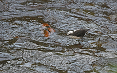 Cinclus leucocephalus