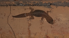 Afrogecko porphyreus