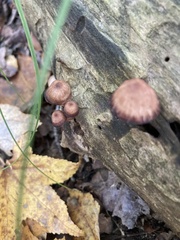 Mycena haematopus
