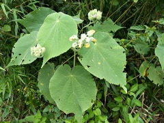 Abutilon umbelliflorum