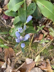 Gentiana saponaria