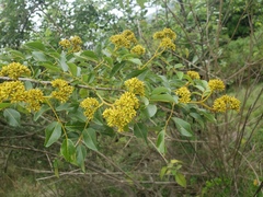 Zanthoxylum davyi