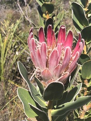 Protea compacta