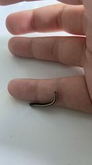 Spirobolellus immigrans