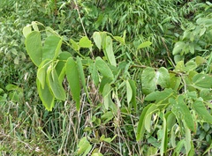 Bauhinia forficata