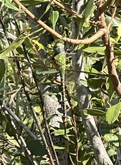 Coryphaeschna adnexa