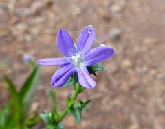 Triodanis