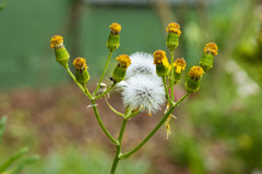 Senecio burchellii