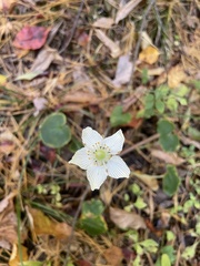 Parnassia asarifolia