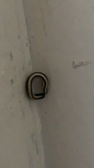 Spirobolellus immigrans