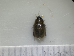 Enochrus