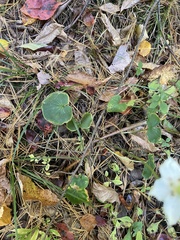 Parnassia asarifolia