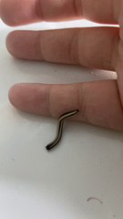 Spirobolellus immigrans