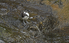Cinclus leucocephalus