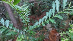 Zanthoxylum thorncroftii