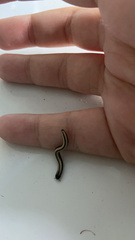 Spirobolellus immigrans