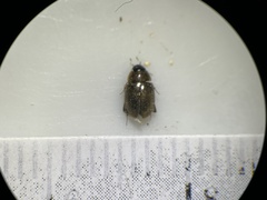 Enochrus