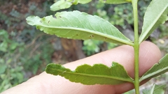 Zanthoxylum thorncroftii