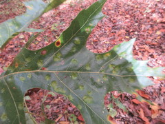 Taphrina caerulescens