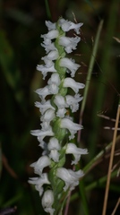 Spiranthes cernua