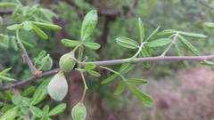 Commiphora mollis