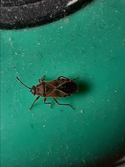 Arocatus melanocephalus