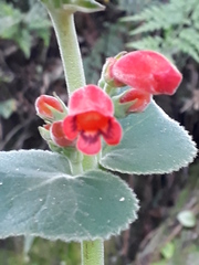 Sinningia macrostachya