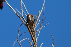 Colaptes auratus luteus × cafer