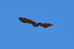 Colaptes auratus luteus × cafer