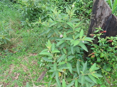 Solanum campylacanthum