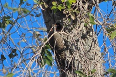 Colaptes auratus luteus × cafer
