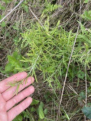 Asparagus falcatus