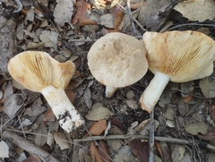 Lactarius azonites