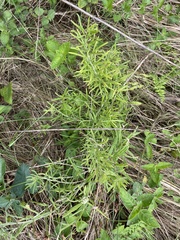 Asparagus falcatus