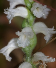 Spiranthes cernua