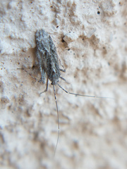 Phytocoris