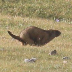 Marmota baibacina